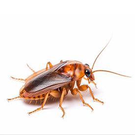 Cockroach Control Services in Pune