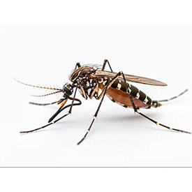 Mosquito Control Services in Pune