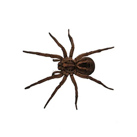 Spider Control Services in Pune