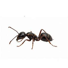 Ant Control Services in Pune