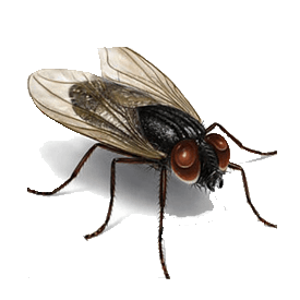 Fly Control Services in Pune