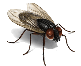 Termite Control Service