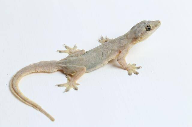 Lizard Control Services in Pune