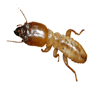 Termite Control Services in Pune