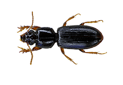 Wood Borer Control Services in Pune