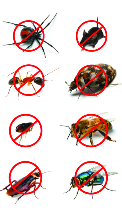 Pest Control Services In Hyderabad