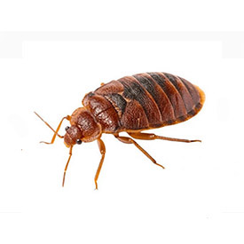 Bed Bug Treatment Services in Pune