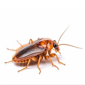 Cockroach Control Management