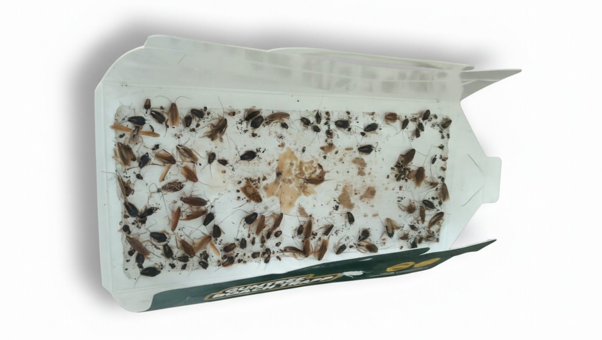 Gumtree Roach Trap Professional Pest Control