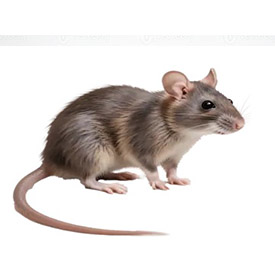 Rodent Management